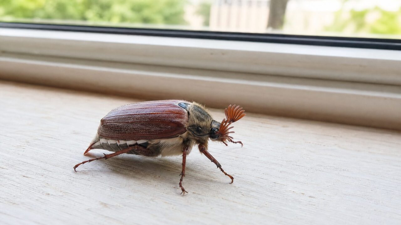 coléoptère aux airs de scarabée
